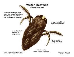 Image result for greater water boatman