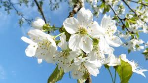 погода киев