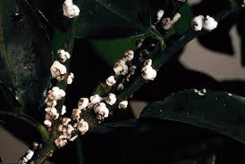 Résultat de recherche d'images pour "scale insects"