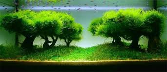 「水草」的圖片搜尋結果