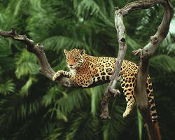 Imagem de Jaguar habitat