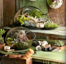 Image result for terrarium