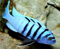 Картинка с форума