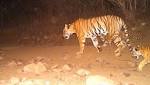 Orphaned Cubs Tigress Avni, Shot