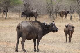 Image result for cape buffalo