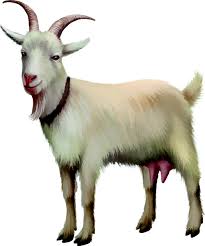 Image result for GOAT