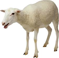 Image result for sheep