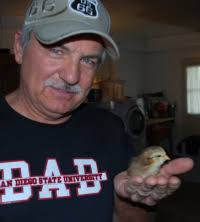 of his ISA Brown harem.&quot; Richard Brackett sent in the photo on the left showing his darling Chickadee. But the most personable chicken we saw, ... - 20101011chickadee