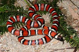 Image result for king snake