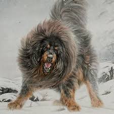 Картинки по запросу тибетский мастиф фото