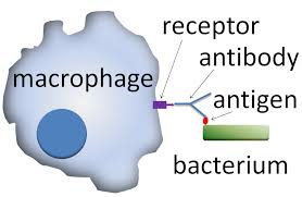 Image result for macrophage