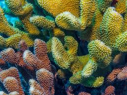 Surviving Warming Waters: The Incredible Adaptation of Pacific Coral with Algae - 1