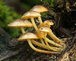 Image of Mycology