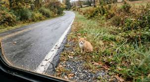 Trend Google: gattino