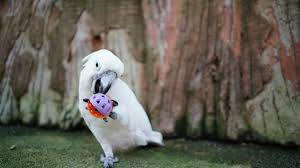 Funny Football Fail: Cockatoo Shows He's Not Exactly 'Sporty'