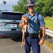 Baby deer rescued on highway by Massachusetts State Police two days in a row on I-91 in Holyoke - masslive.com