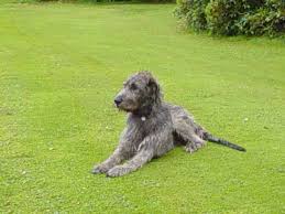 Image result for cabra castle