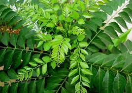 Image result for kariveppila
