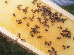 Bees in Crisis: Understanding Their Decline and Impact on Our Ecosystems