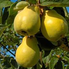 quince tree ile ilgili görsel sonucu
