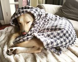 dog sleeping on a blanketの画像