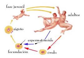 Resultado de imagen para imagenes de fecundacion interna