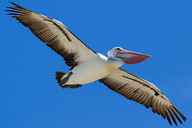Image result for Australian Pelican Pelecanusconspicillatus