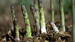 Image result for pictures of asparagus growing