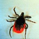  Tick-borne illnesses creep into Ohio