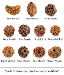 Image result for RUDRAKSHA