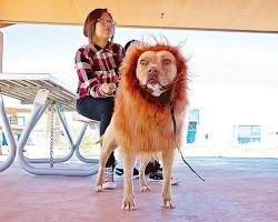 dog and owner at a Halloween eventの画像