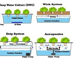 Image of Hydroponic systems