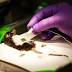Ohio State's medical research using dogs fuels complaint