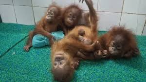 orangutans — trending on Google in Pakistan