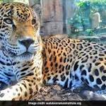Jaguar Escapes Enclosure, Kills Trapped