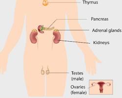 Endocrine system diagram