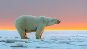 Image result for polar bear