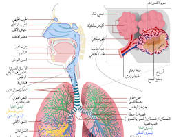 صورة الرئتين (جسم الإنسان)