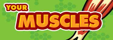 Image result for muscles
