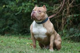Cute Dogs 