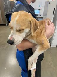 Update on Beanie! 🐾💖 For those just tuning in: Beanie's ...