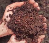 Image result for lumbri humus