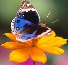 Resultado de imagem para abelha na flor e borboleta