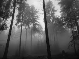 Image result for spooky forest background