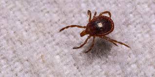 First case of rare, potentially fatal tickborne virus confirmed in New York state