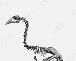 Image of Epyornis bird