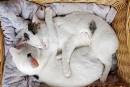 Dure des chaleurs chez le chat? - Mdecine vtrinaire - FORUM