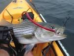 How to Choose Lures for Striper Bass - 1Source - News Tips