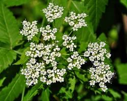 Image of water hemlock plant