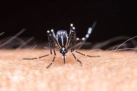 Wolbachia Mosquito Release in Jakarta to Combat Dengue - 1